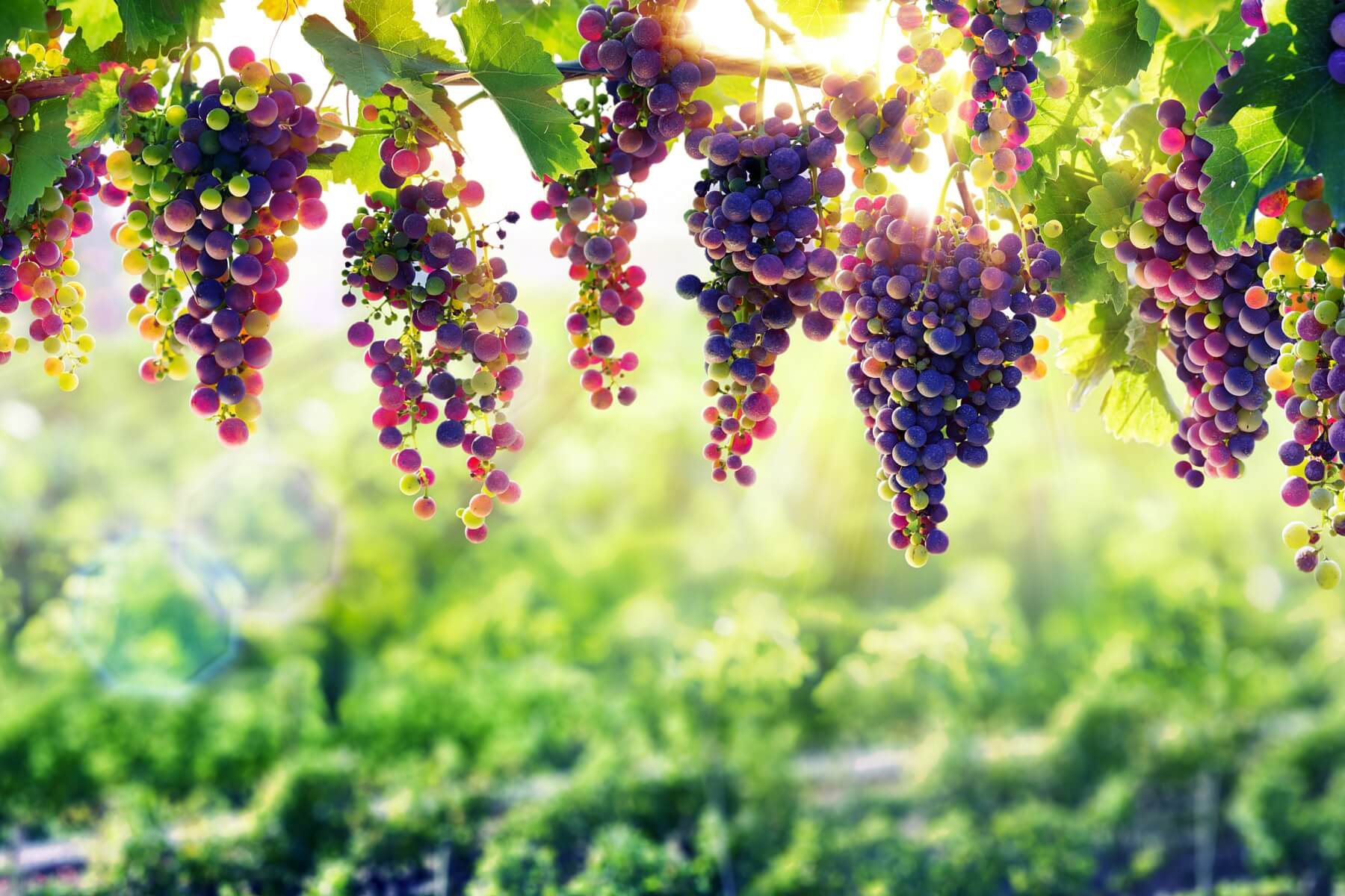 The 5 Most Underrated Grape Types