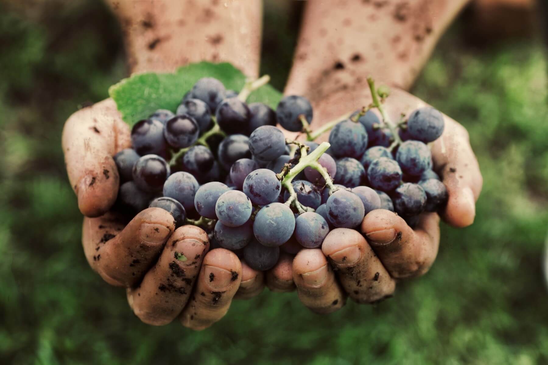 Organic, Vegan and Biodynamic Wines - What You Need to Know