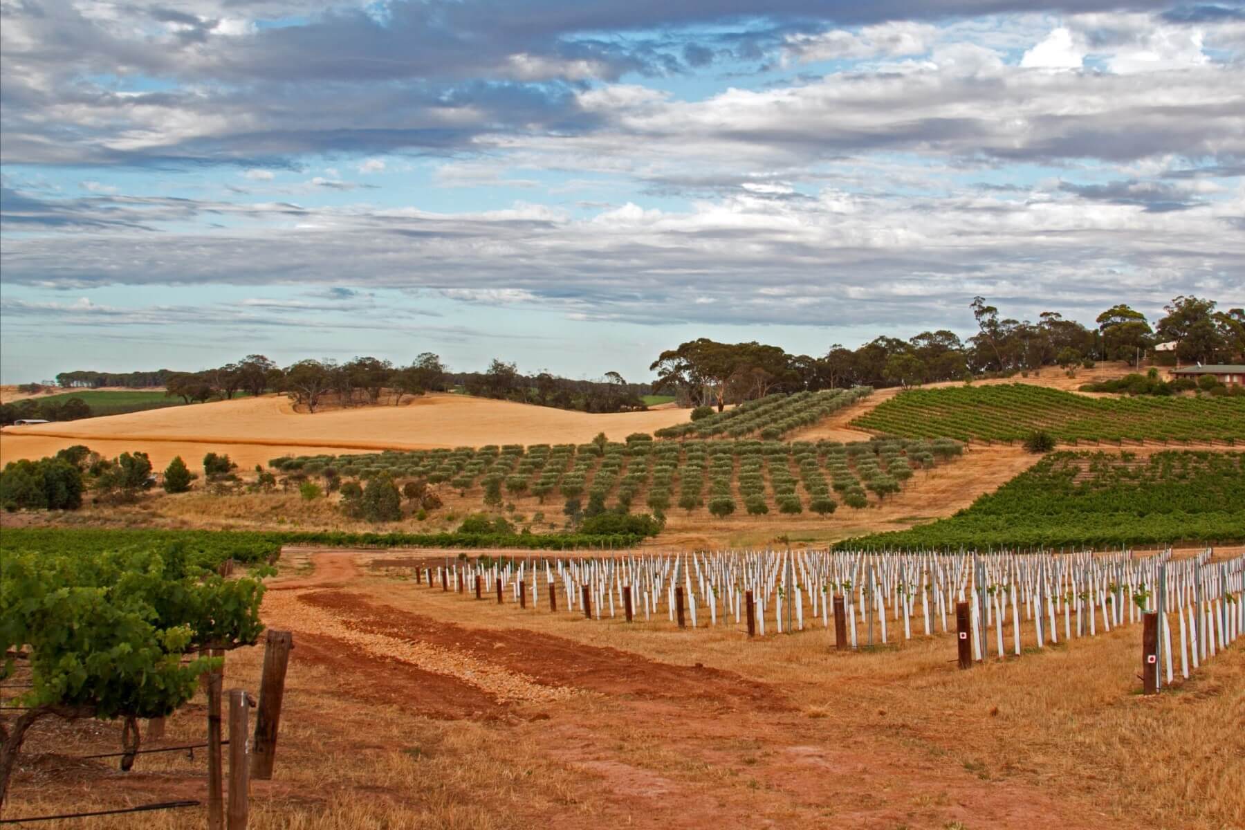 wineries to visit in the barossa