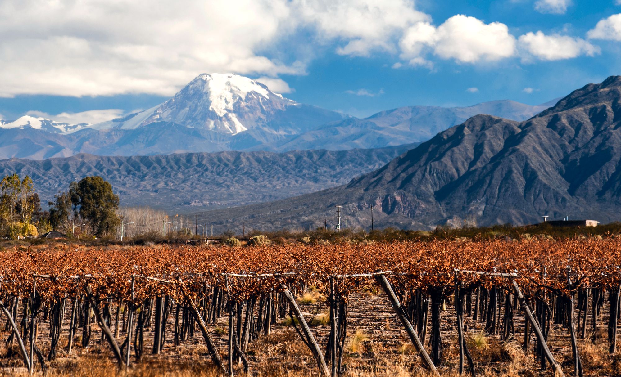 A Brief History of Argentina’s Wines