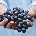 The Difference Between Table Grapes and Wine Grapes