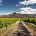 Five Wineries to Visit in Hunter Valley