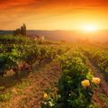 The New Generation - 5 Wine Production Methods You May Not Know