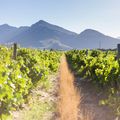 Most Popular South African Grape Varieties and Styles To Keep An Eye Out For.