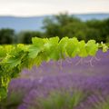 Sentier dans les vignes