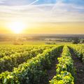 Harvest Time: How Do Winemakers Know When to Pick Their Grapes?