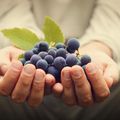 Grape Skin: What It Does, and Why It Matters